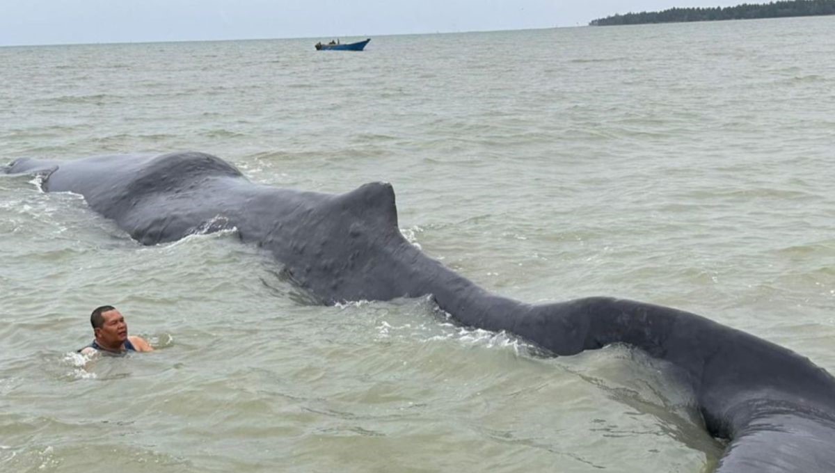 Seekor paus seberat 40 ton terdampar di Teluk Balikpapan