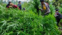 Ladang Ganja di lereng Gunung Semeru