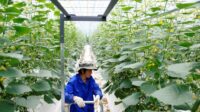 pertanian hijau di Cina China catat kemajuan stabil dalam pembangunan pertanian hijau