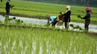 sawah
