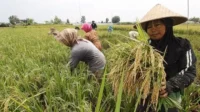 Pengamat: Kelanjutan program food estate harus dirancang secara matang