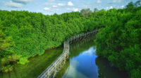 Setkab nilai hutan mangrove Belitung masih lestari