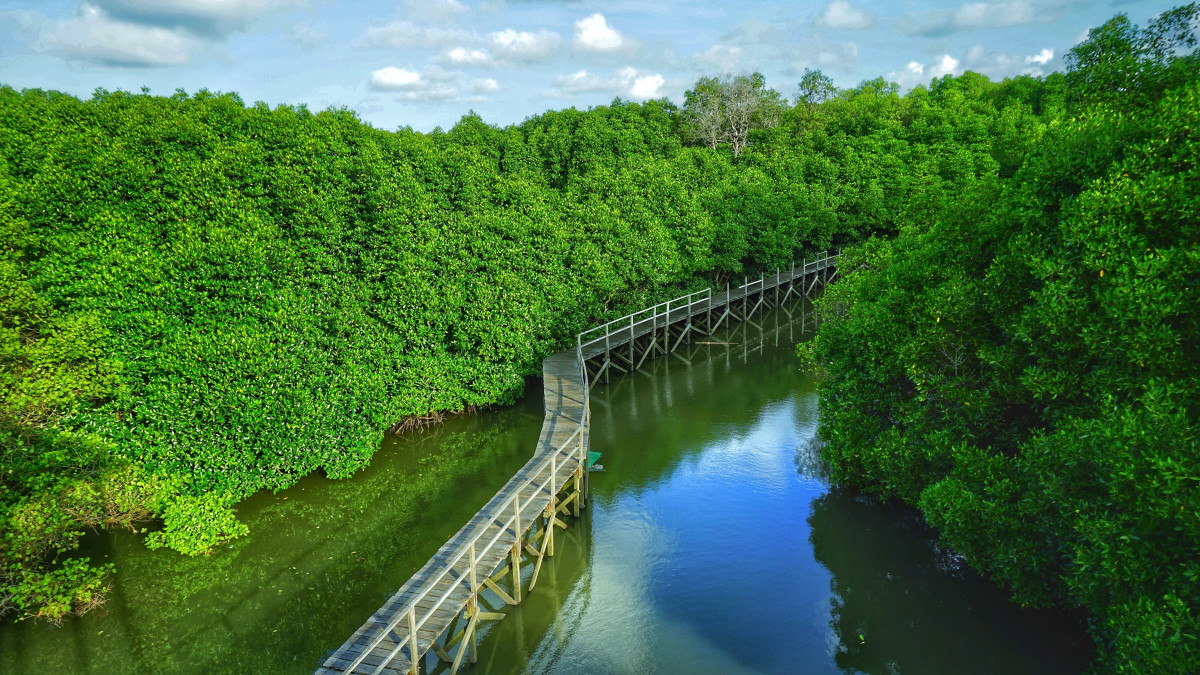Setkab nilai hutan mangrove Belitung masih lestari