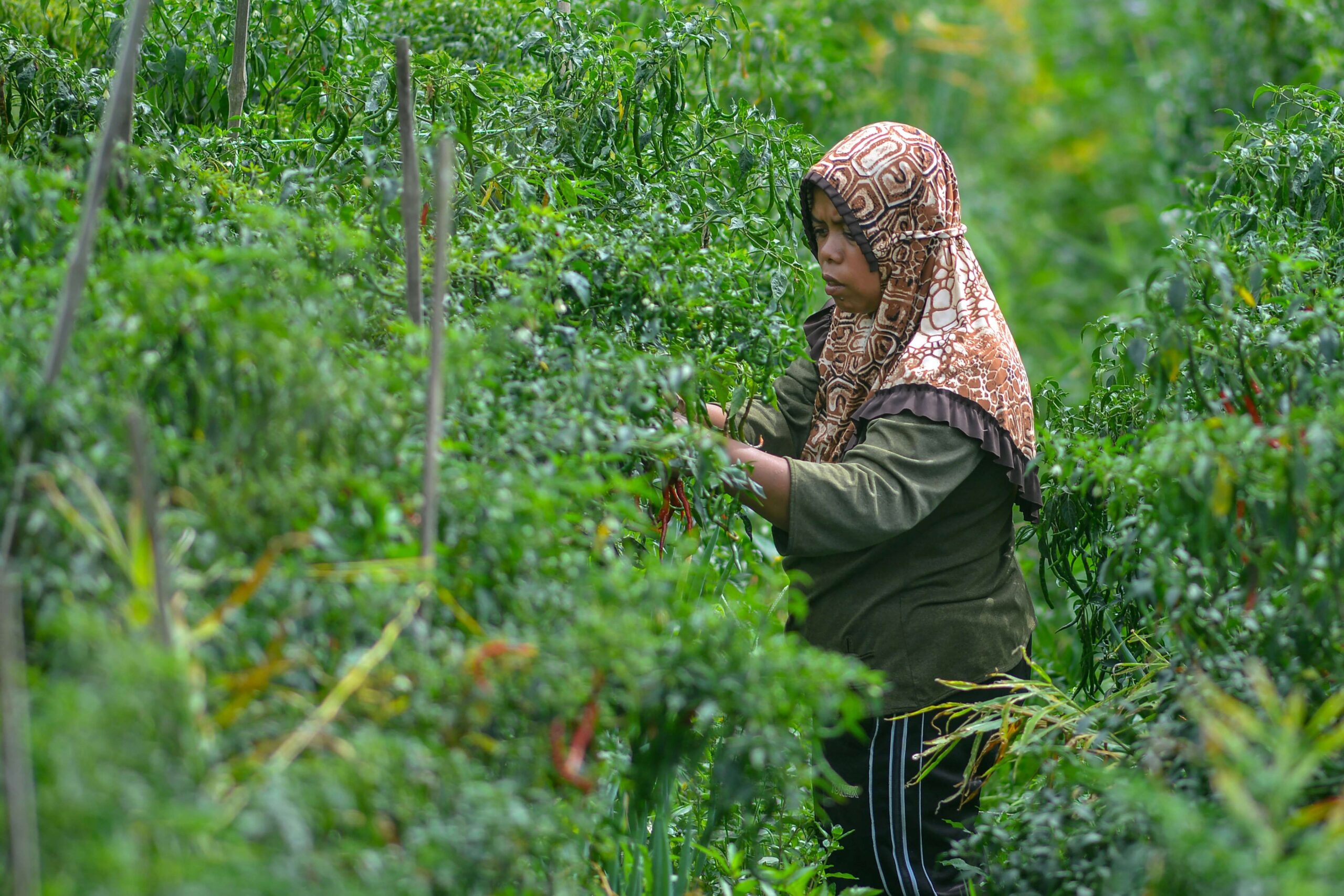 Bapanas : Harga Cabai Merah Masih di Bawah Acuan