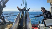 Menteri Kelautan dan Perikanan Sakti Wahyu Trenggono mengunjungi lokasi budidaya pembesaran ikan tuna di laut Izmir, Turki, Selasa (23/1). KKP berencana mengadopsi teknologi budidaya pembesaran tersebut untuk diterapkan di Indonesia