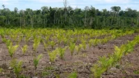 kebun sawit Menhut jalin koordinasi dengan Kemenhan soal lahan sawit di hutan