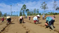 pertanian-kentang-di-garut.jpeg IsDB optimistis Upland Project Kementan sejahterakan petani Indonesia