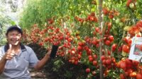 Petani Pamerkan Hasil Panen Tomatnya