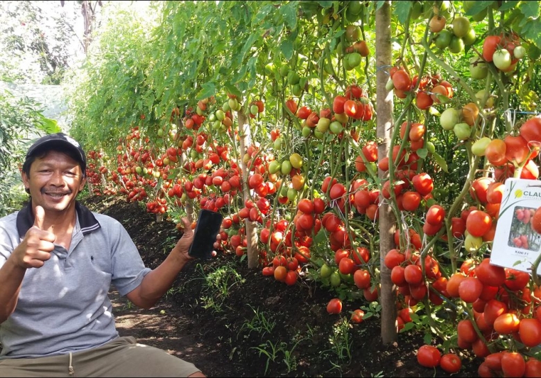 Petani Pamerkan Hasil Panen Tomatnya