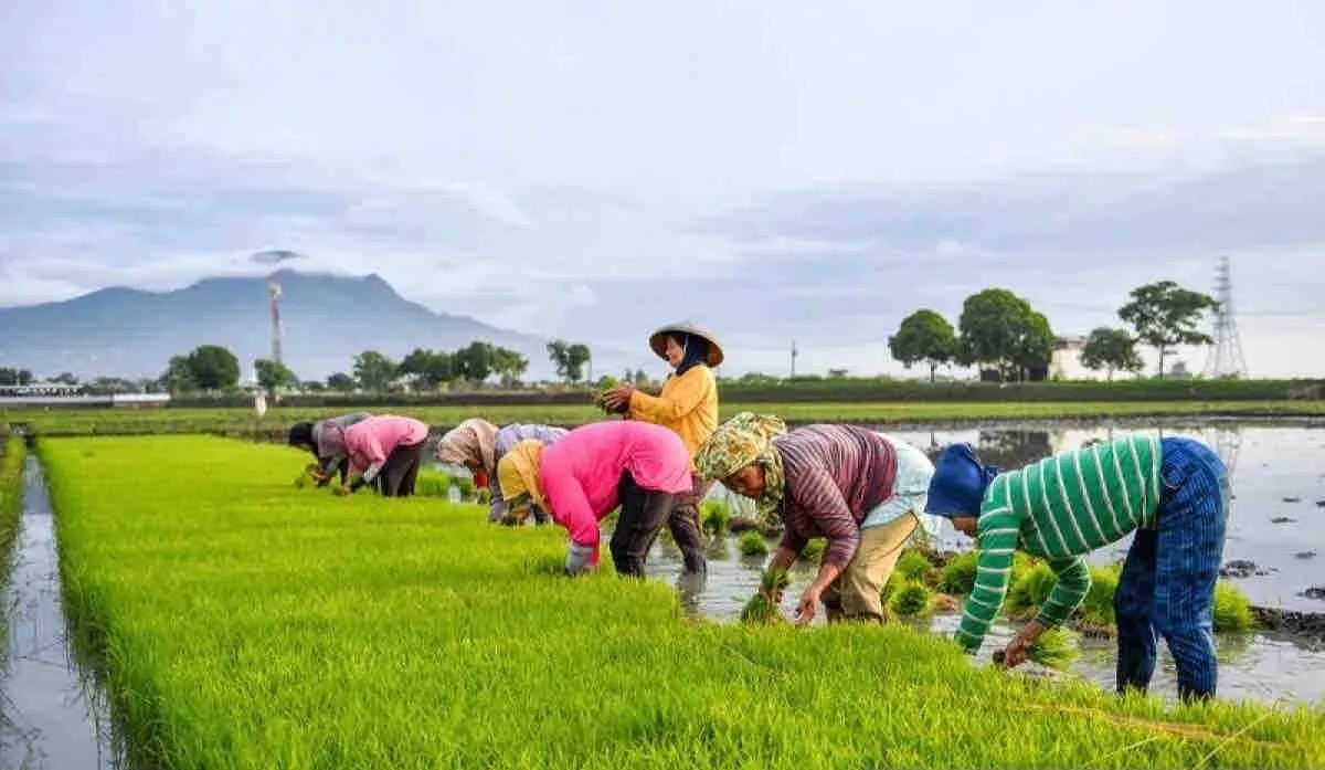 Kementan: Pompanisasi airi 1,1 juta hektare lahan sawah tadah hujan