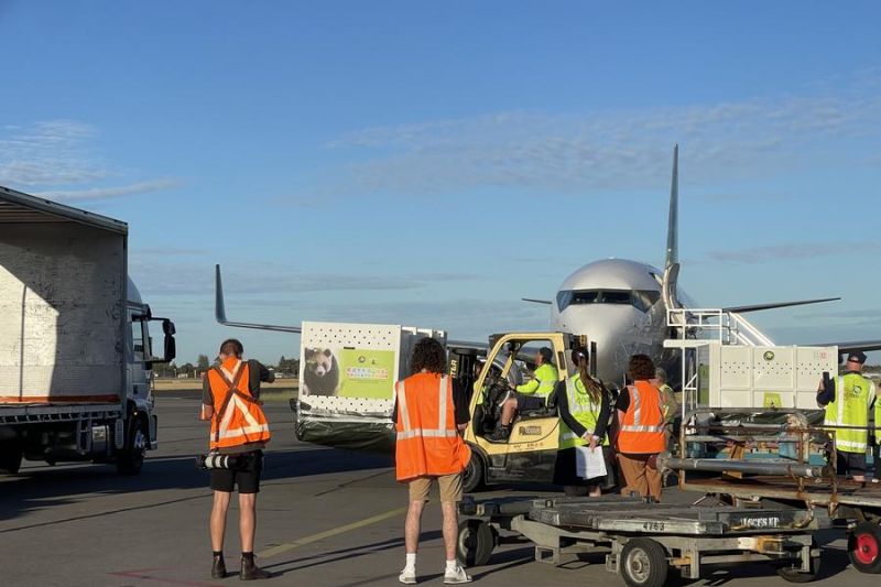 Kedatangan pasangan panda raksasa China disambut hangat di Australia