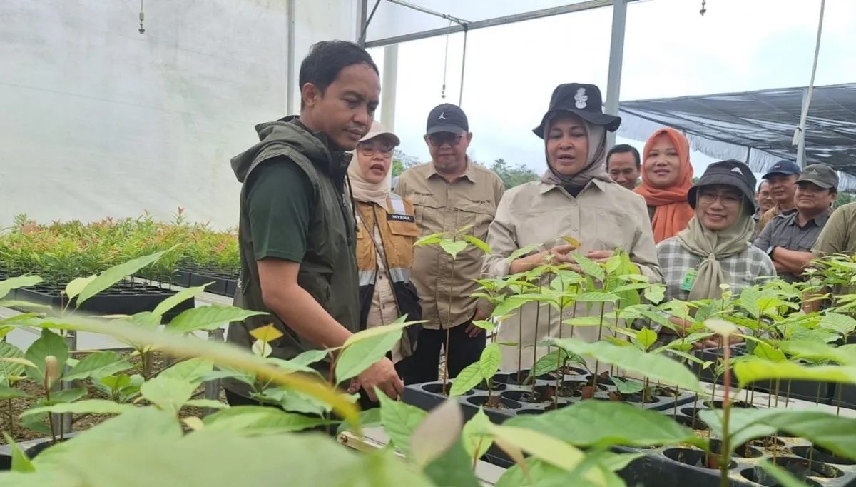 Menteri Kehutanan Raja Juli Antoni saat meninjau Persemaian Modern (Nursery Center) Mentawir di Kelurahan Mentawir Kecamatan Sepaku, Kabupaten Penajam Paser Utara, Proviisi Kalimantan Timur, Minggu (1/12/2024)