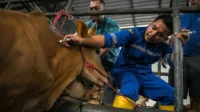 Guru Besar UGM: Penanganan PMK di RI perlu vaksinasi menyeluruh
