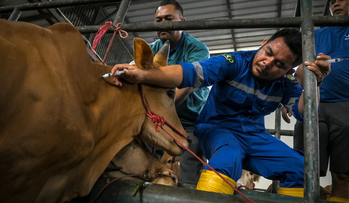 Guru Besar UGM: Penanganan PMK di RI perlu vaksinasi menyeluruh