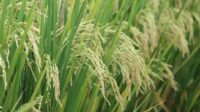 Panen Raya Maret-April Momen Efektif Serap Hasil Petani