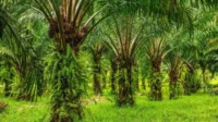 Sawit Watch paparkan besarnya emisi alih fungsi lahan dan hutan