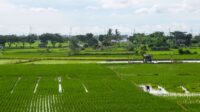 Mendagri Minta Daerah Perkuat Produksi Beras, Hindari Impor
