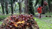 RSI: Perluasan kebun sawit manfaatkan lahan terdegradasi