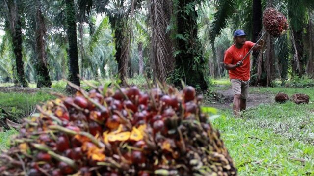 Mentan Jawab Ancaman Produksi Sawit Susut Gegara El Nino