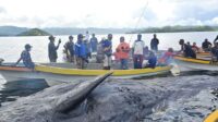 Ikan Paus Mati Terdampar di Yapen Papua Segera Dievakuasi