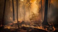 Kebakaran Hutan Victoria Barat Hanguskan 65.000 Hektare