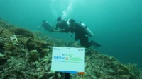 BRI Menanam - Grow & Green Bangun Kesadaran Jaga Kelestarian Ekosistem Laut dan Tingkatkan Pendapatan Nelayan