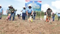 Lanud Sam Ratulangi tanam jagung perkuat program ketahanan pangan