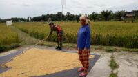 Wamentan minta Bulog beli gabah kering dan jagung sesuai HPP