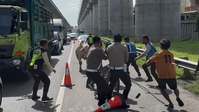 Kemacetan Mengular Di KM 19 Gegara Sapi Lepas Dari Truck di Tol Cikampek