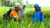 WPI komitmen mendukung program swasembada pangan