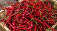 Pemerhati Soroti Harga Cabai Usai Perayaan Idulfitri