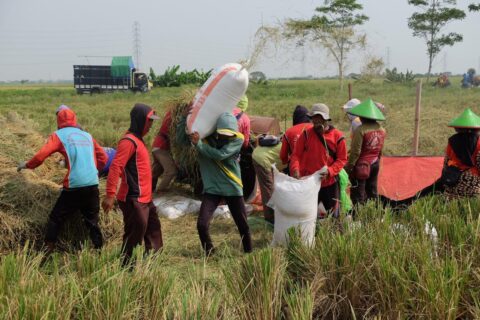Bulog pastikan penyerapan gabah terus dilakukan meski libur Lebaran