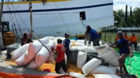 Bapanas perkuat distribusi jagung dari sentra ke wilayah defisit