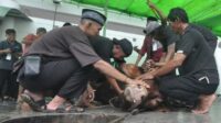 Warga Tanah Datar meninggal dunia ditendang sapi kurban
