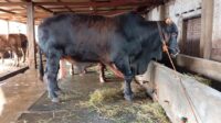 Kementan Awasi Distribusi dan Penyembelihan Sapi Kurban Presiden