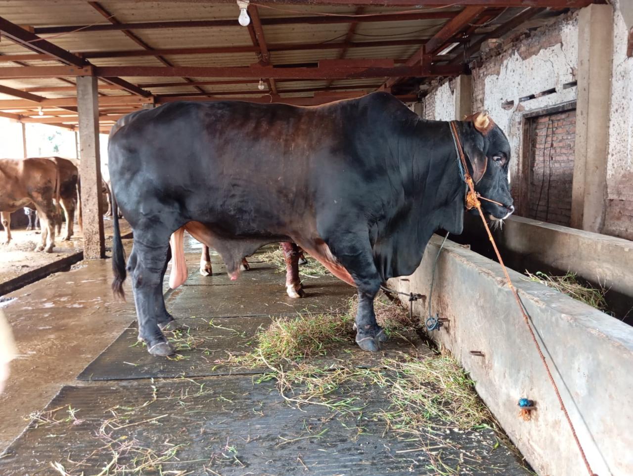 Kementan Awasi Distribusi dan Penyembelihan Sapi Kurban Presiden