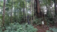 Kegiatan ekspedisi keanekaragaman hayati pada Juni 2024 yang difasilitasi oleh Balai Taman Nasional Bukit Baka Bukit Raya (TNBBBR) yang berhasil menemukan dua spesies tumbuhan baru dari marga Begonia yang dinamai Begonia bukitrayaensis dan Begonia kalimantana
