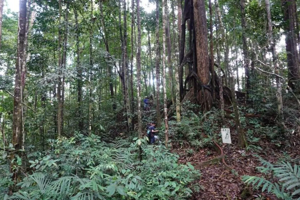 Kegiatan ekspedisi keanekaragaman hayati pada Juni 2024 yang difasilitasi oleh Balai Taman Nasional Bukit Baka Bukit Raya (TNBBBR) yang berhasil menemukan dua spesies tumbuhan baru dari marga Begonia yang dinamai Begonia bukitrayaensis dan Begonia kalimantana
