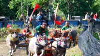 Ratusan pasang kerbau ikuti pacuan Makepung Piala Kapolda Bali