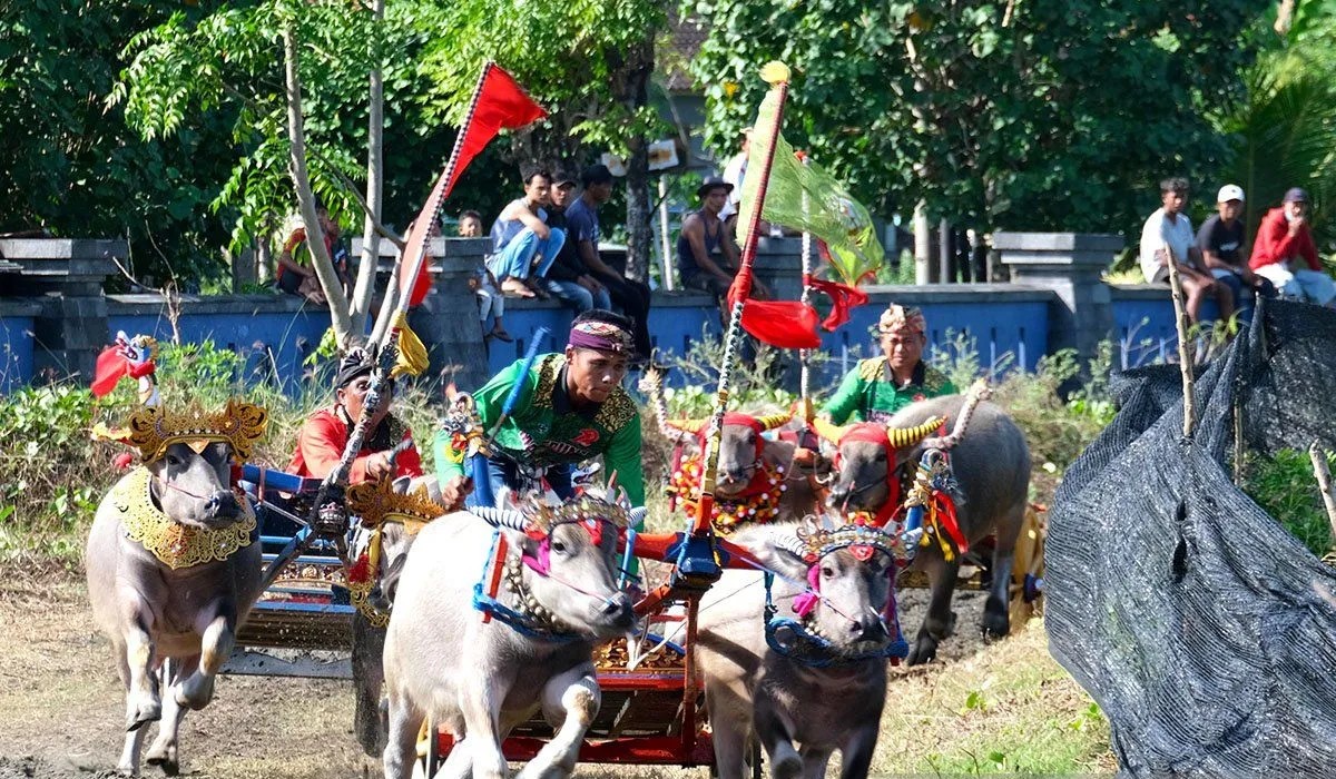 Ratusan pasang kerbau ikuti pacuan Makepung Piala Kapolda Bali
