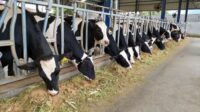 Kementan: 1.573 sapi perah impor tiba di RI