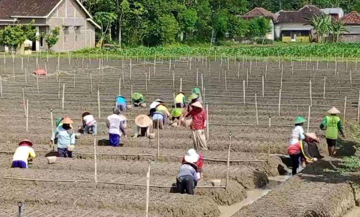Tambah Luas Tanam Jadi Solusi Harga Bawang