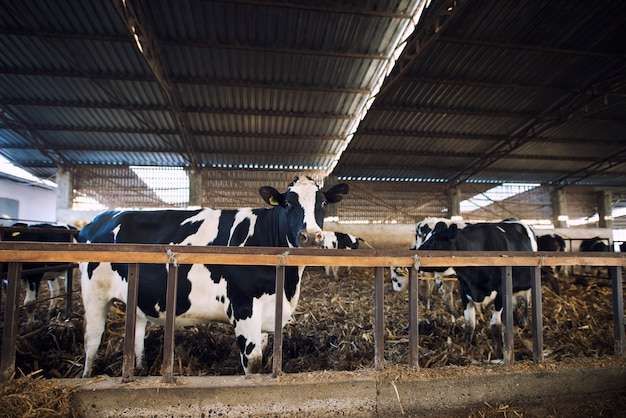 Ketua APSPI Dukung Impor Sapi untuk MBG