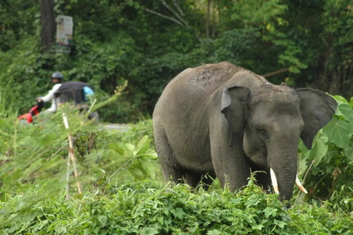 Petani di Riau Tewas Diinjak Gajah saat Halau Masuk ke Kebun