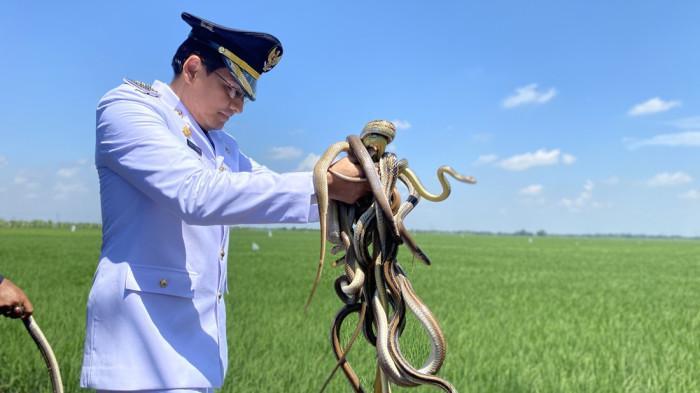 Bupati Indramayu targetkan lepasliarkan 10 ribu ular di sawah