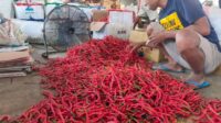 Harga Cabai di Kediri Turun, Terendah Rp13.000