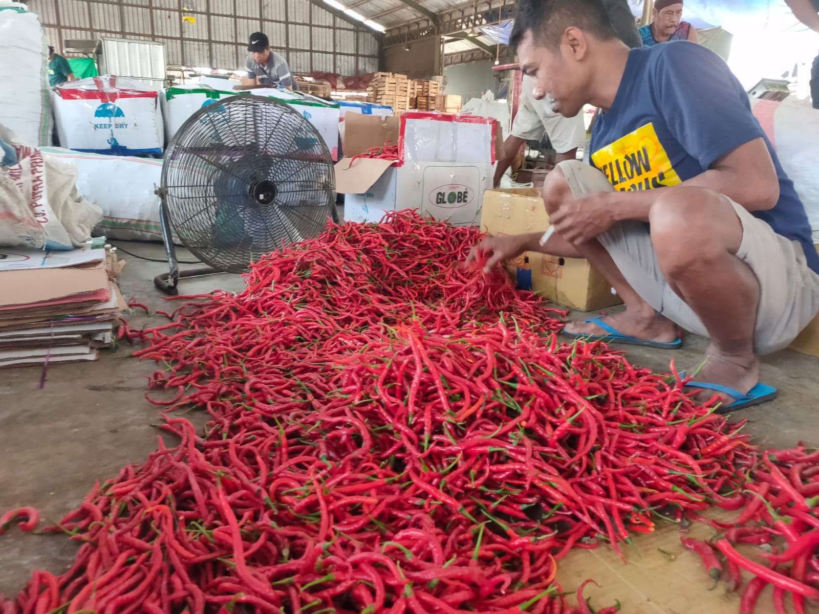 Harga Cabai di Kediri Turun, Terendah Rp13.000