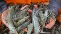 Penolakan Ekspor Udang Indonesia oleh AS Murni Perang Dagang