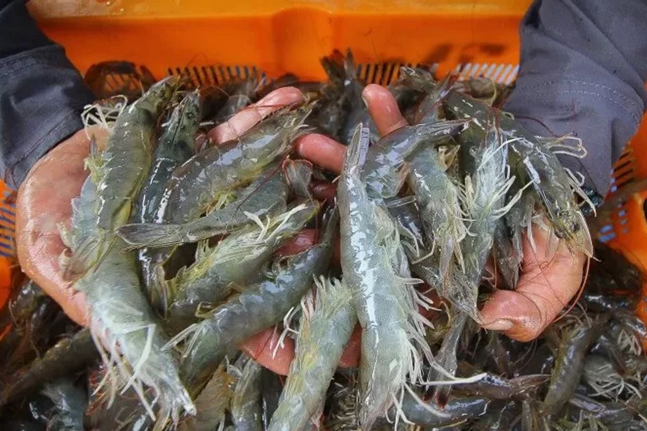 Penolakan Ekspor Udang Indonesia oleh AS Murni Perang Dagang