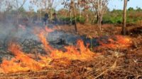 KLH lakukan pengawasan terhadap 38 perusahaan terkait kebakaran lahan